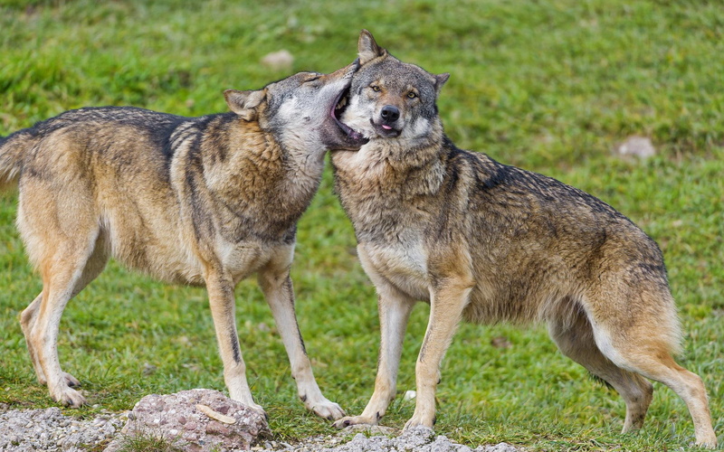 1080P, black, 1920x1200, wolf, brown, animals, cuddling, wolves