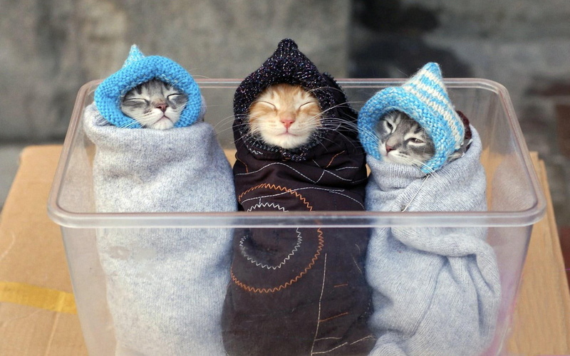 kittens, coated, 1920x1200, kitten, animals, cuddled, 1080P, short