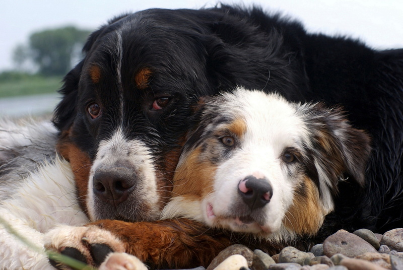 outdoors, domestic, sheepdog, pets, animal Tongue, vertebrate, young Animal, lying Down, shepherd, domestic Animals, animals And Pets, brown, dogs, fur
