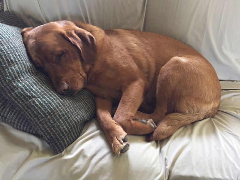 2K, one animal, animal, indoors, love, vertebrate, cute, mammal, puppy, no people, domestic, cuddle, lying down, bed, resting, pets, domestic animals