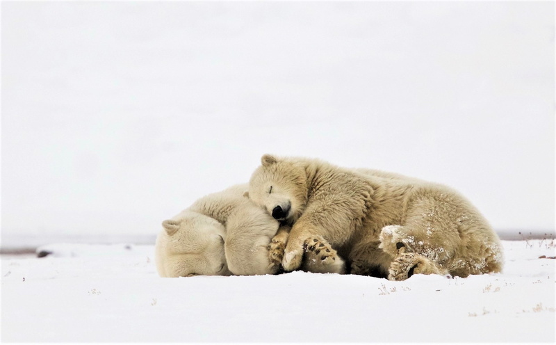 Animal, Cute, Bears, Cuddle, 1080P, Polar Bear, Wildlife, Sleeping