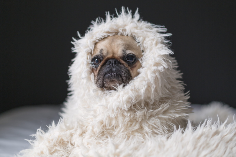 bee, canine, cute, insect, black background, pug, purebred dog, animal body part, wasp, pet, no people, one animal, vertebrate, animal head, indoors, animal