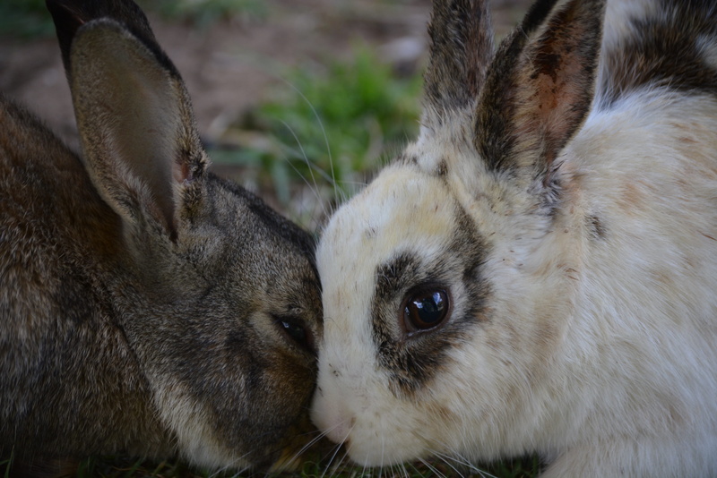 4K, cuddle, portrait, close-up, focus on foreground, feline, adorable, nature, vertebrate, whisker, domestic animals, rabbit - animal, one animal, outdoor