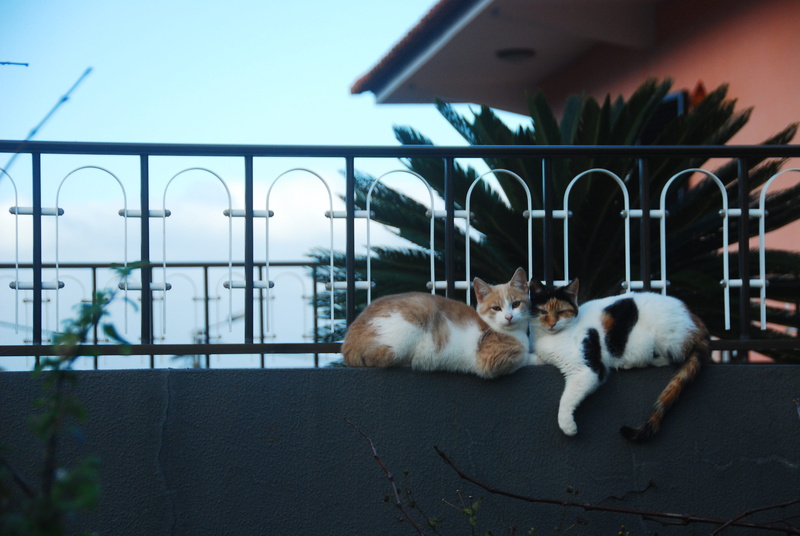 mammal, one animal, city, domestic animals, no people, 4K, relaxation, architecture, dog, built structure, night, animal themes, Cats, vertebrate, domestic
