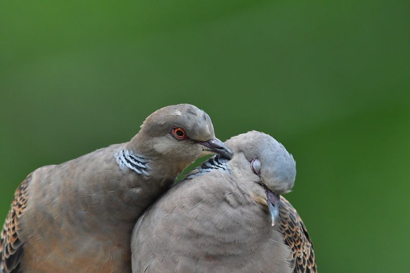 pigeons, green color, natural, dove, brown, outdoors, vertebrate, beak, animal themes, focus on foreground, animal, close-up, day, mourning dove, animal wildlife