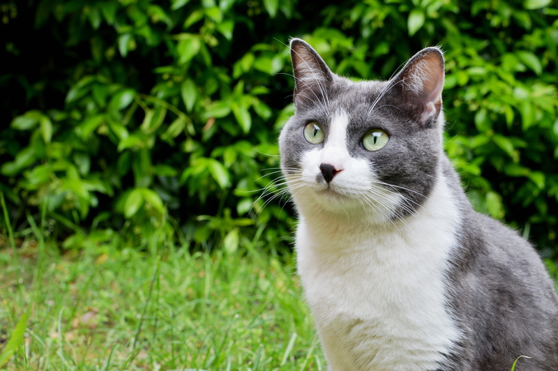 day, 5K, domestic, leaf, blanket, yellow eyes, flowers, grass, cat, no people, feline, pets, animal eye, cuddles, domestic cat, malai, green, plant, pet