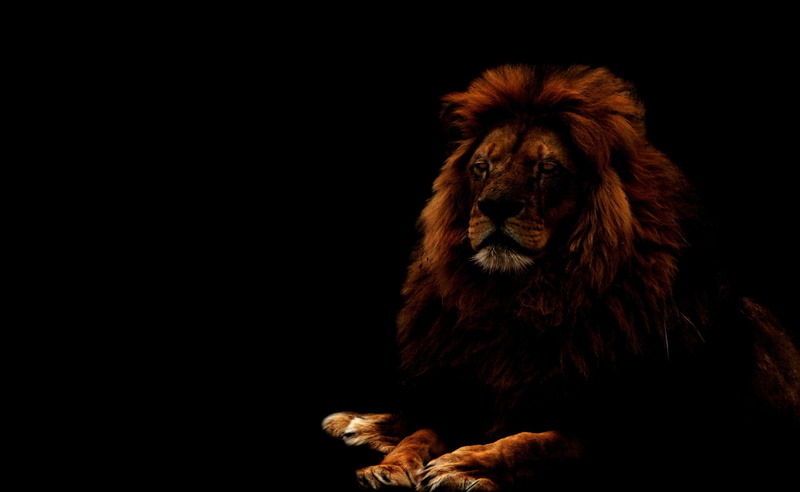 lion - feline, vertebrate, copy space, black background, one animal, cat, no people, adult, Black, brown, mammal, domestic animals, animal, looking, lion
