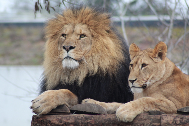 feline, 2K, two animals, focus on foreground, animal, lion, animal themes, vertebrate, mammal, lions, no people, lion - feline, zoo, male lion, animals in the wild