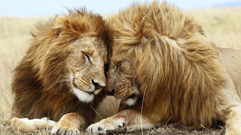 animal wildlife, vertebrate, lion, plain, cat, carnivore, animals Hunting, carnivora, masai Mara, savannah, group of animals, relaxation, male, two animals