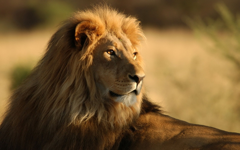yellow, fur, big, looking, lion, big cat, cat, yellow fur, 1080P