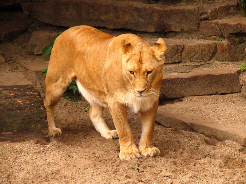 720P, cat, yellow fur, yellow, fur, lion, big cat, animal, big