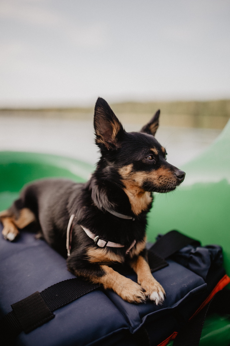 looking away, happy, transportation, pet, pets, relaxation, animal head, vertebrate, mammal, car, domestic, puppy, animal, canine, looking, domestic animals