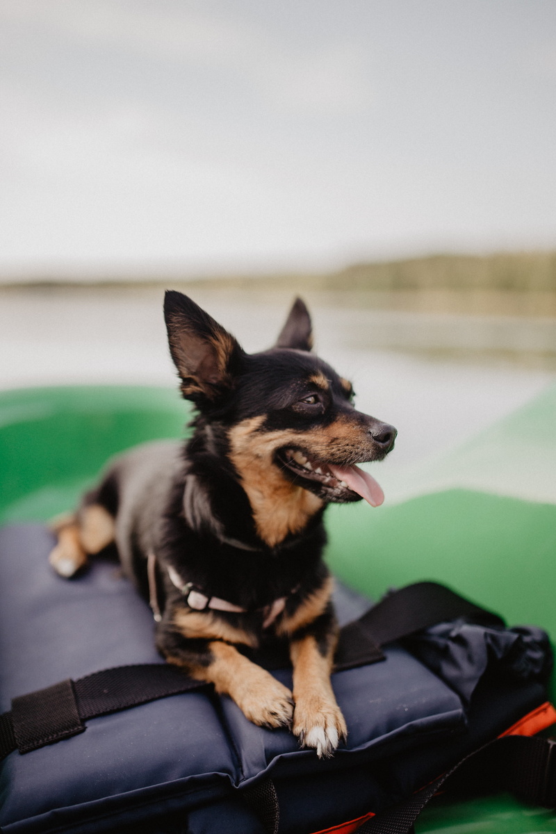 sitting, canine, car, looking, vertebrate, 4K, kayak, transportation, domestic, focus on foreground, no people, dog, pets, mouth open, happy, one animal