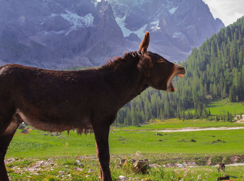 domestic animals, land, no people, donkey, plant, monti, supplies, animals, domestic, one animal, grass, animal wildlife, animal, load, mammal, vertebrate