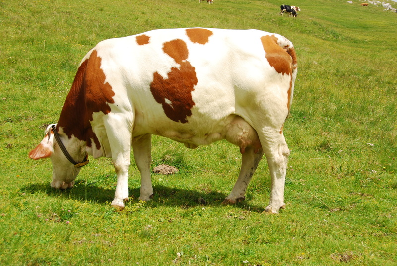 cattle, land, field, pasture, animals, herbivorous, domestic animals, no people, bovino, day, green, grazing, animal, prato, green color, pets, agriculture