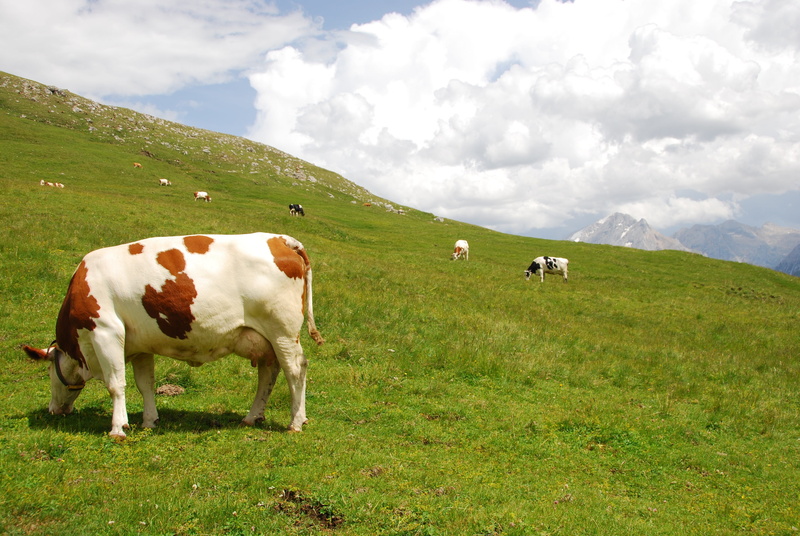 cows, cloud - sky, land, dolomites, vertebrate, outdoors, green, herbivorous, field, nature, trentino, bovino, pets, grass, domestic, 4K, landscape, livestock