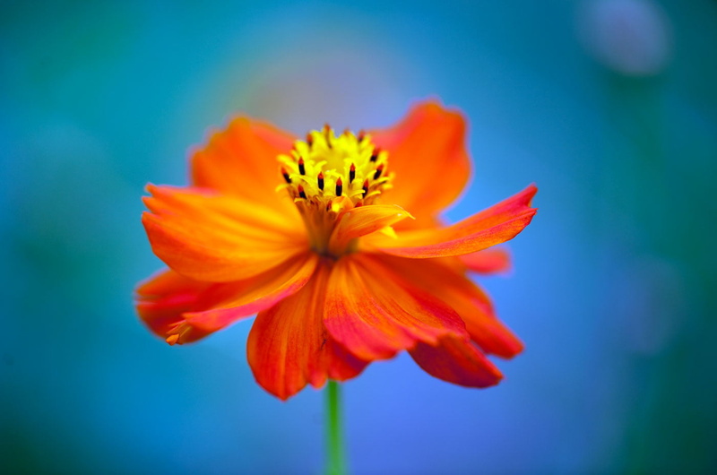 flower Head, summer, Plant, cosmos, Nature, NGC, 720P, Color, photography, petal, close up photography, botany, beauty In Nature, close, orange, Cosmos sulphureus