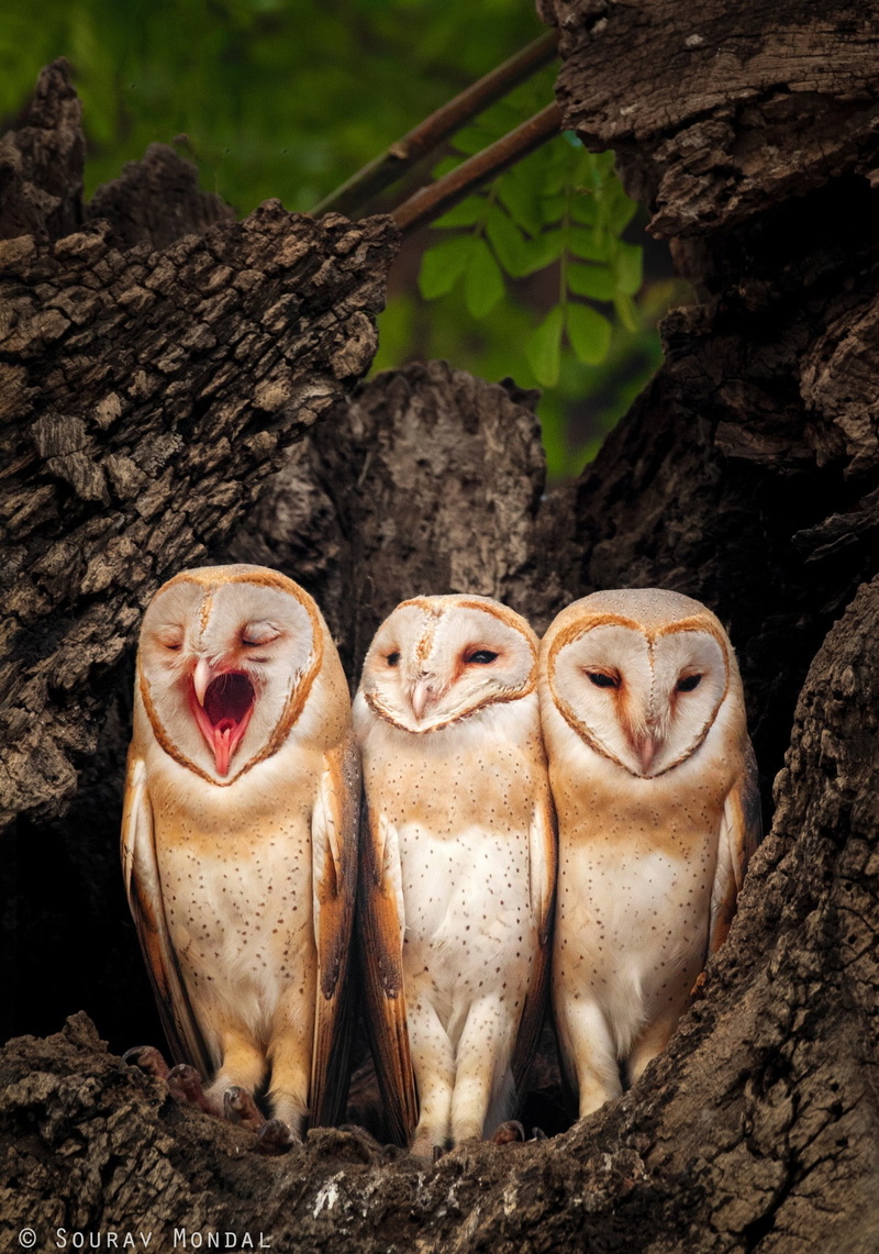 photography, mouth, yawning, tree, focus on foreground, plant, 1080P, animals in the wild, mouth open, animal themes, close-up, trunk, tree trunk, animal
