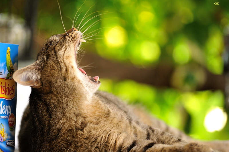 animal, profile view, animal wildlife, feline, mammal, animal mouth, mouth open, one animal, no people, close-up, domestic cat, animals, focus on foreground