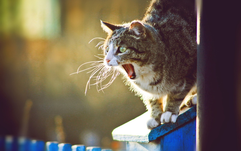 2K, cat, yawning, animals