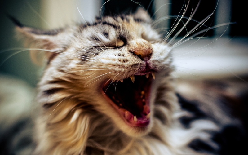 cat, open mouth, animals, yawning, closeup, 2K