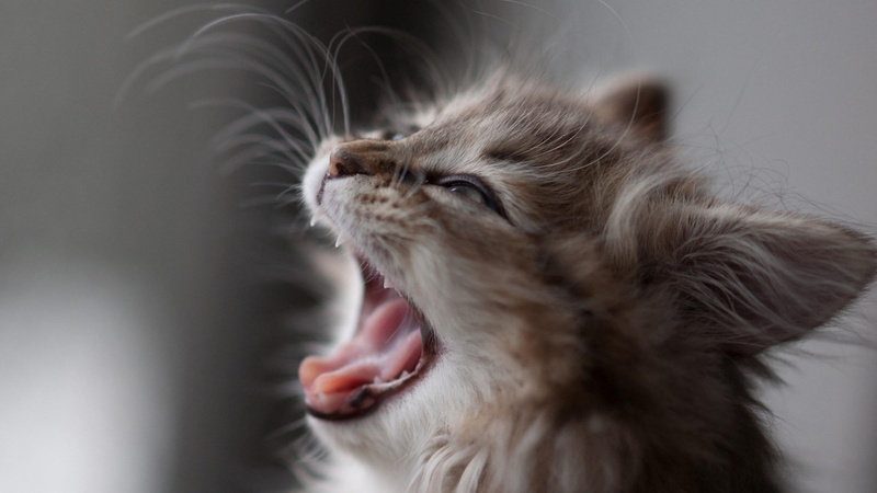 kitten, mammal, close-up, hair, indoors, domestic cat, animal hair, animal head, maine coon cat, domestic, feline, animal, face, 4K, pets, animal body part