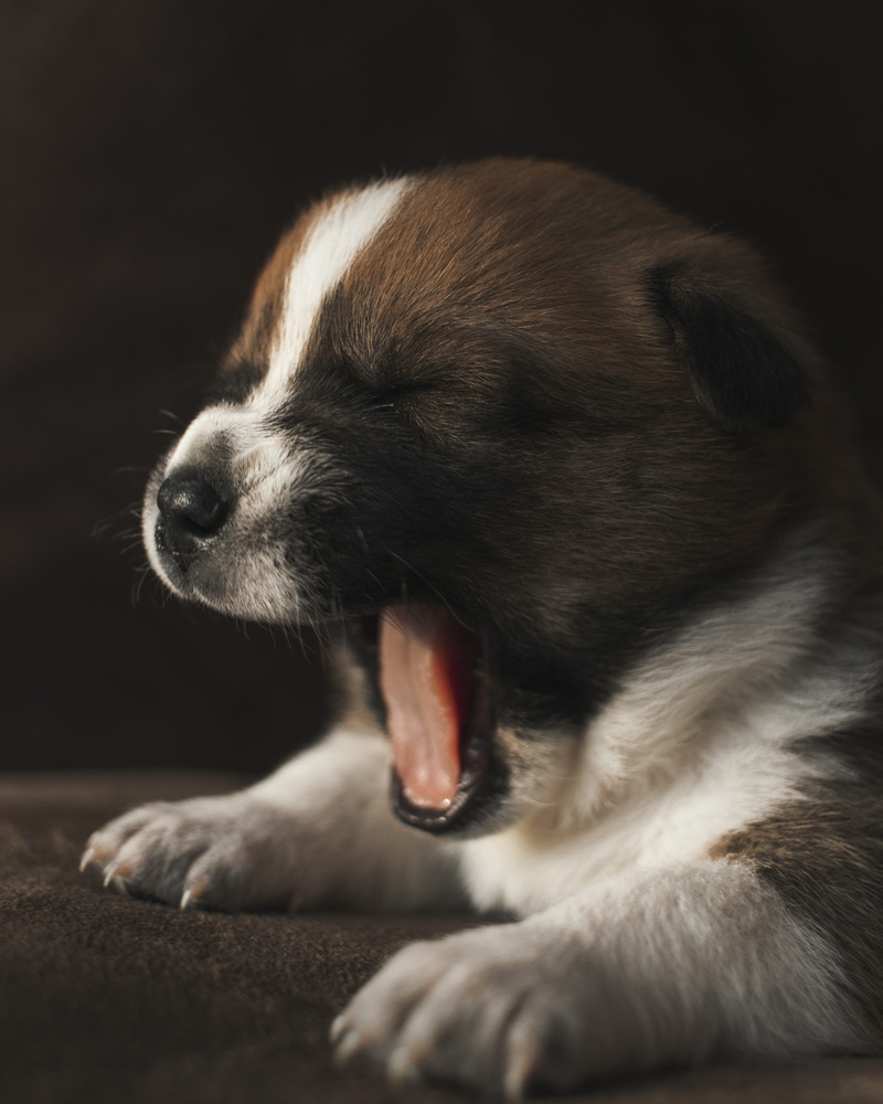 close-up, one animal, brown, domestic animals, short, eyes closed, animal tongue, indoors, mammal, vertebrate, domestic, relaxation, coated, animal themes