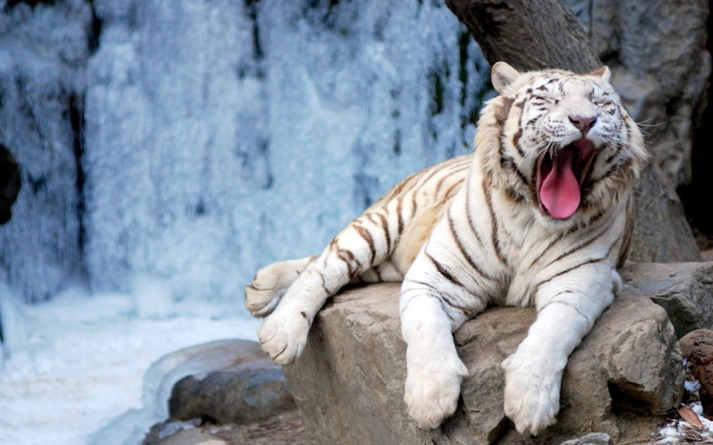 yawning, animal mouth, feline, animal, white, mouth, white tiger, day, 720P, mouth open, one animal, rock, rock - object, tiger, animals in the wild, cat
