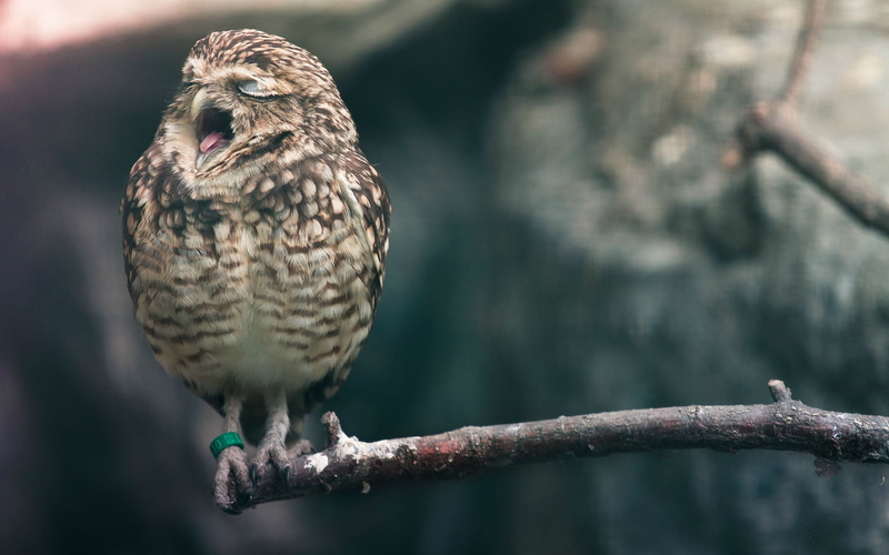 animals, 1080P, hd, yawn, owl, bird