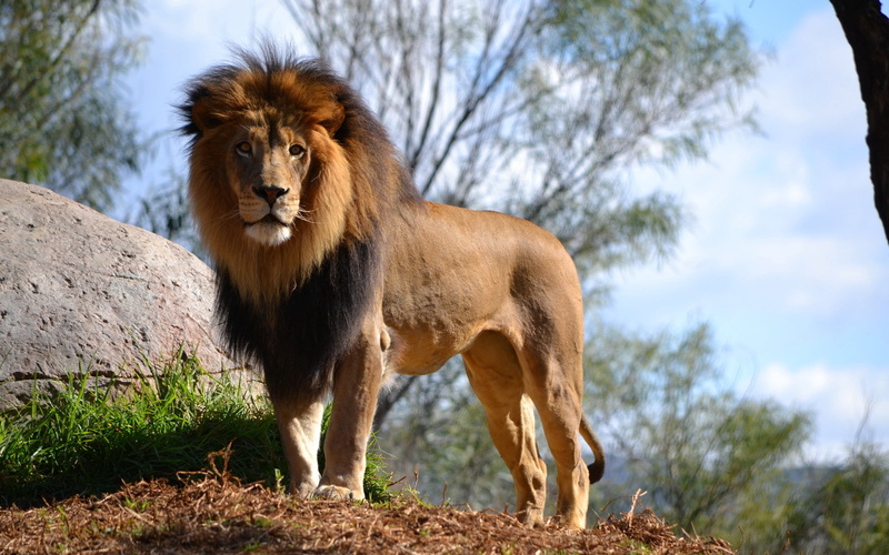 plain, wildlife, tree, outdoors, wilderness Area, safari, one animal, day, land, carnivore, feline, focus on foreground, adult, savannah, large, predator
