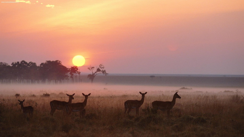 deer, impala, masai, sunset, kenya, lot, dawn, national, reserve, 1080P, herd, mara, animals