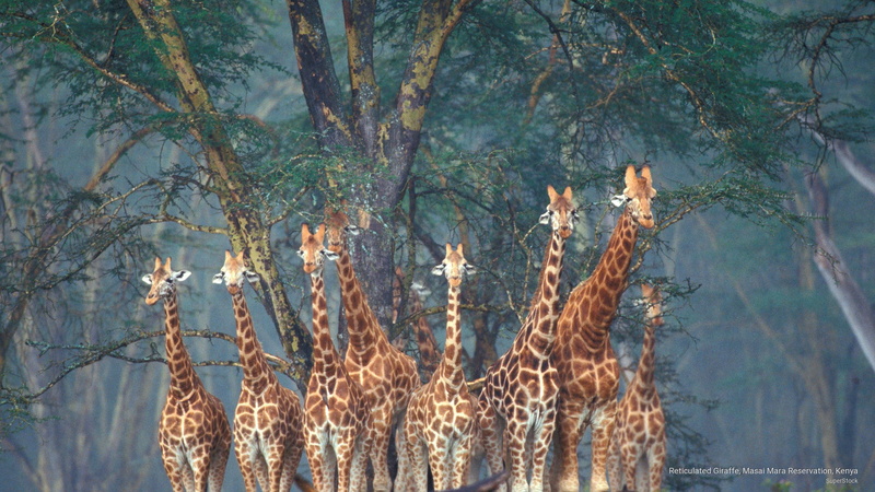 giraffe, reticulated, kenya, masai, mara, reservation, 2K, Animals