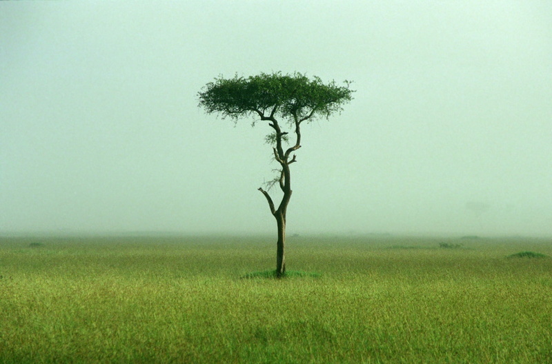 1080P, ケニア, acasia, Acacia tree, kenya, nature, masai mara, photo, savanna, green tree, green, tree, grass, grassland