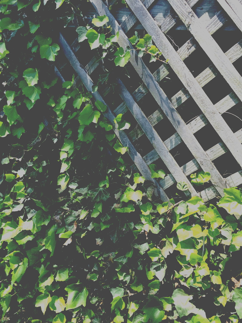 nature, wood - material, springdale, 2K, united states, creeper plant, summer, growth, leaf, tree, plant part, day, leaves, metal, outdoors, ivy, built structure