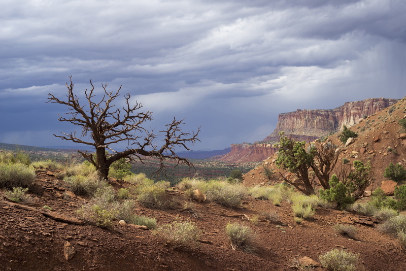 weather, capitol reef national park, bare, daytime, waterpocket fold, climate, trees, brown, utah, tree, environment, panorama, land, nature, cloud - sky