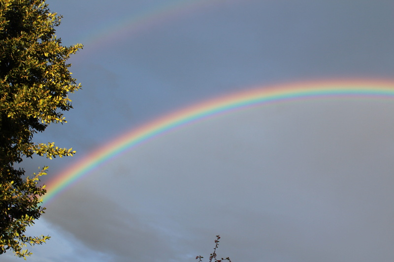 beauty in nature, sunshine, tranquil scene, 5K, multi colored, double, Double Rainbow, tree, cloud - sky, Double, no people, mood, weather, refraction