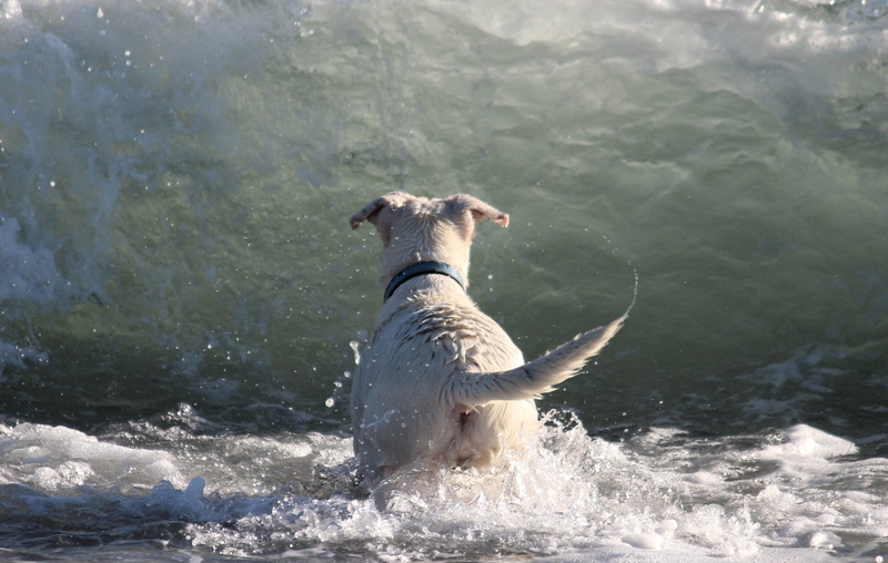 play, body, wet fur, domestic animals, sand, weimaraner, attention, walk, hybrid, motion, white, water wall, day, search, Wave, race, pets, animals in the wild