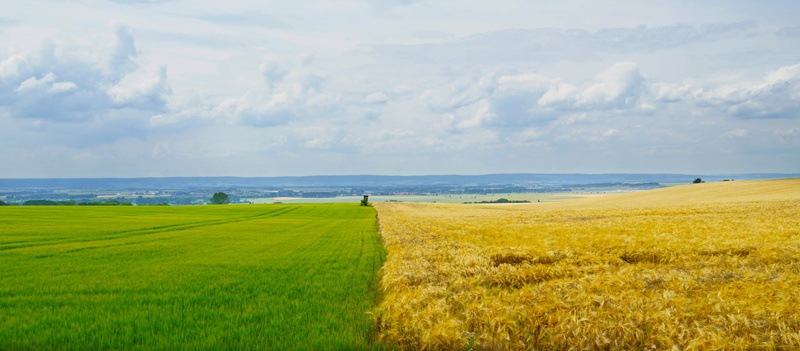 grain, germany, farm, beauty in nature, growth, countryside, rurally, field, rural economy, 4K, country, grains, faming, day, nature, tranquility, no people