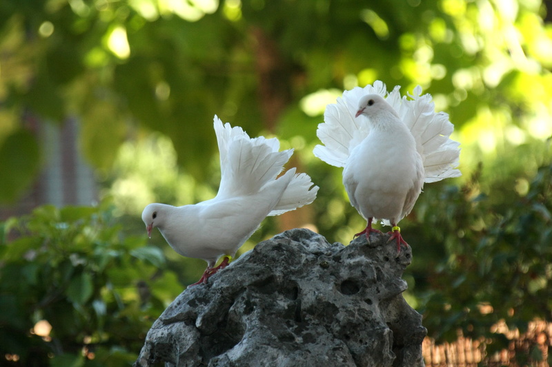 animals in the wild, vertebrate, spread wings, 4K, two, standing, white color, group of animals, symbols of peace, tree, rock, animal themes, dove culipava