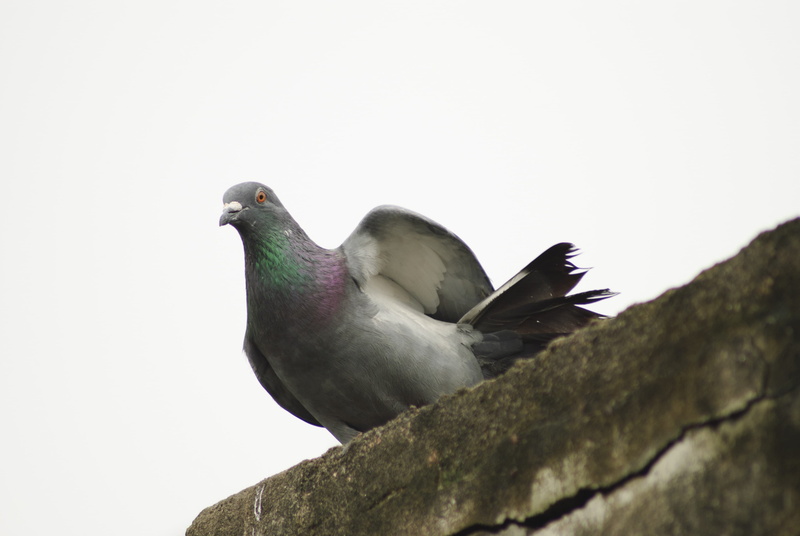 avian, one animal, animal themes, 4K, bird, rock - object, Livia, vertebrate, no people, Columba, Rock, rock, columba, sky, perching, dove, day, Rock Pigeon