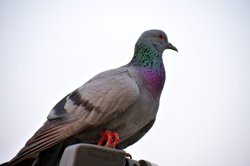 sky, profile view, animal wildlife, looking, vertebrate, outdoors, animal, pigeon, close-up, no people, nature, 5K, one animal, dove - bird, perching