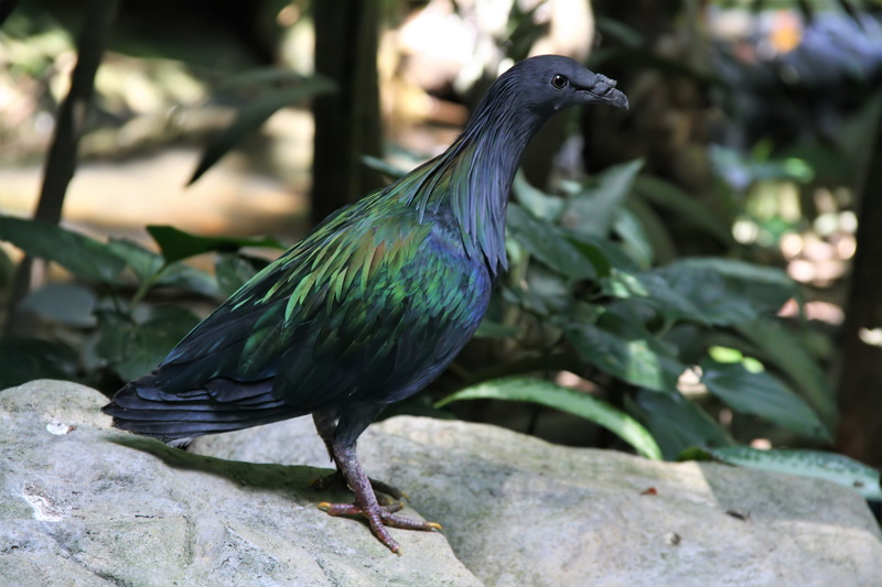 outdoors, colorful, perching, animals in the wild, perched, solid, leaf, pigeon, animal, rock, glossy, one animal, focus on foreground, close-up, animal themes