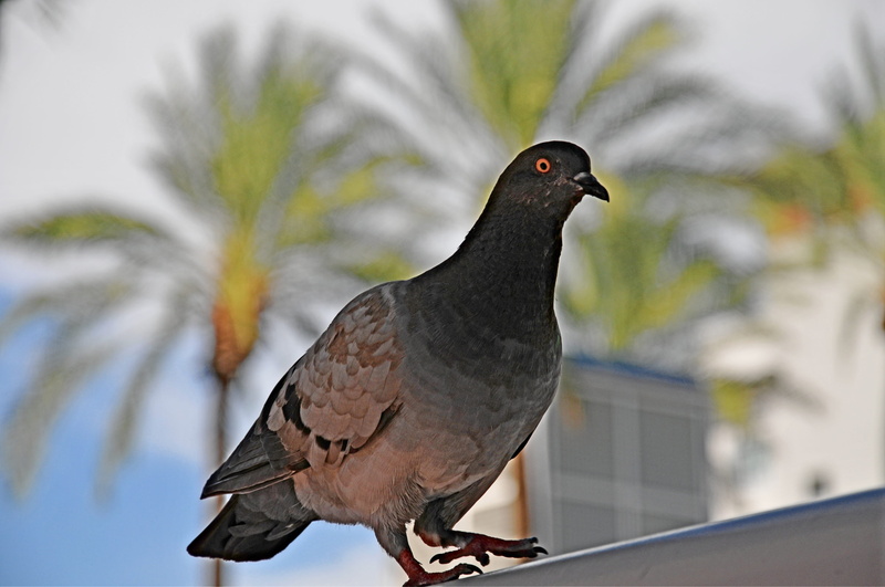 tree, perching, side view, bird, feather, vertebrate, profile view, one animal, outdoors, palm trees, no people, wing, animals in the wild, pigeon, day