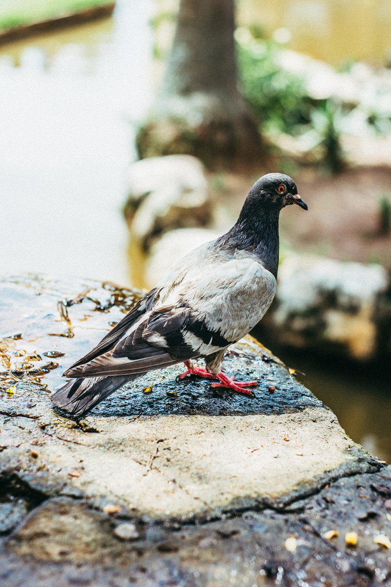 black, pigeon, bird, focus on foreground, sat, 5K, white, close-up, rock, dove - bird, one animal, concrete, vertebrate, animal themes, sparrow, nature