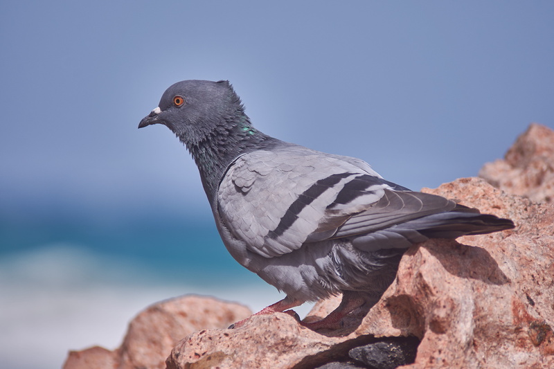 sea, day, nature, dove - bird, profile view, animals in the wild, no people, rock - object, solid, sunlight, close-up, one animal, dove, animal wildlife