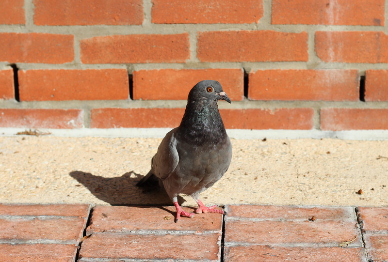 one animal, bird, wall - building feature, urban, animal themes, wall, animal, vertebrate, rock, animals in the wild, close-up, architecture, pigeon, city