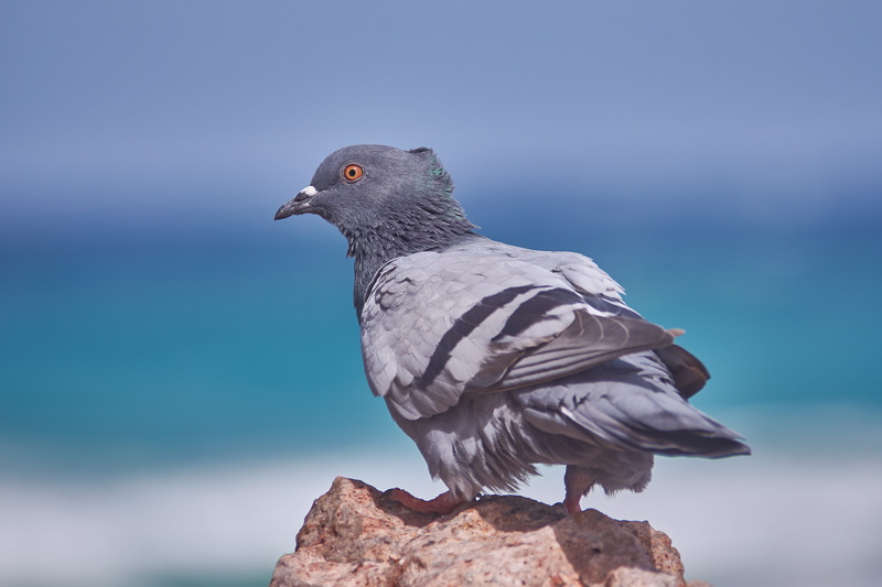close-up, nature, bird, animal world, no people, day, solid, rock - object, horizon, animals in the wild, profile view, perching, animal themes, animal