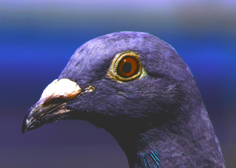 one animal, beak, animal, nature, rock, photo, vertebrate, closeup, profile view, animal body part, no people, animal themes, pigeon, animal eye, eye, violet