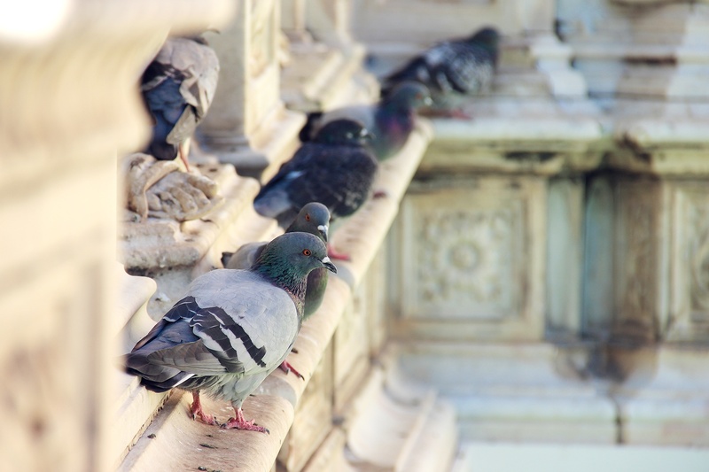animals in the wild, focus, people, human hand, outdoors, photography, building exterior, siena, piazza, real people, selective, italy, bird, 1080P, animal wildlife
