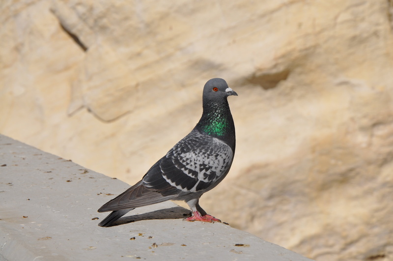 animal themes, natural, peace, color, animal wildlife, focus on foreground, wildlife, one animal, beak, day, pigeon, eye, close-up, bird, outdoors, nature